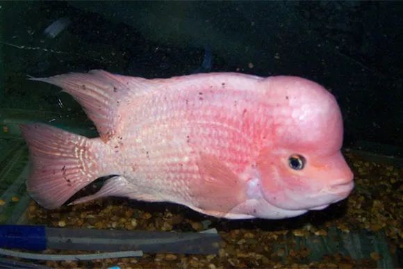 罗汉鱼刚出生图片,罗汉鱼是杂交鱼