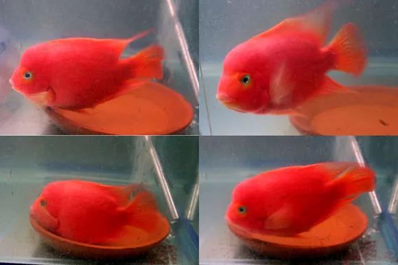 罗汉鱼刚出生图片,罗汉鱼是杂交鱼