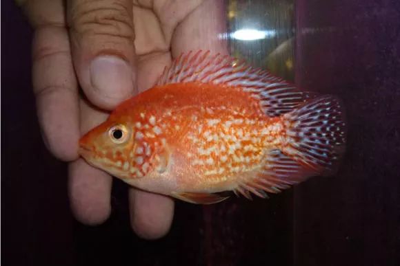 罗汉鱼刚出生图片,罗汉鱼是杂交鱼