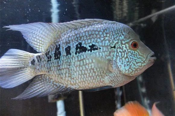 罗汉鱼刚出生图片,罗汉鱼是杂交鱼