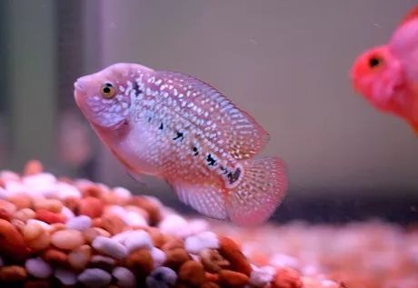 罗汉鱼刚出生图片,罗汉鱼是杂交鱼
