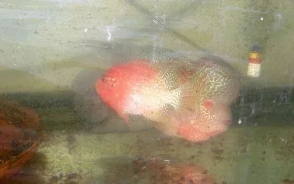 罗汉鱼刚出生图片,罗汉鱼是杂交鱼