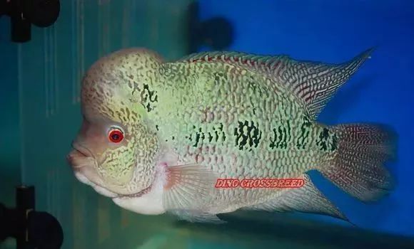 罗汉鱼刚出生图片,罗汉鱼是杂交鱼
