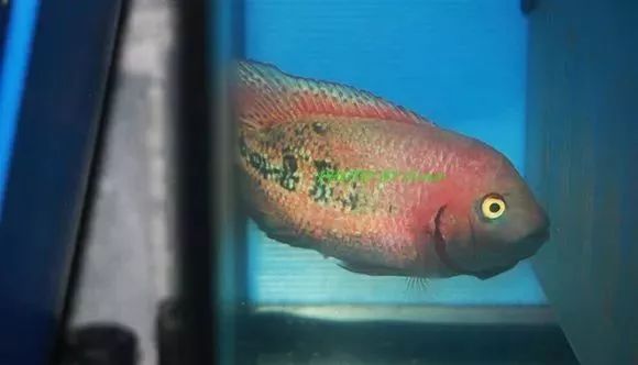 罗汉鱼刚出生图片,罗汉鱼是杂交鱼