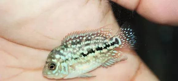 罗汉鱼刚出生图片,罗汉鱼是杂交鱼