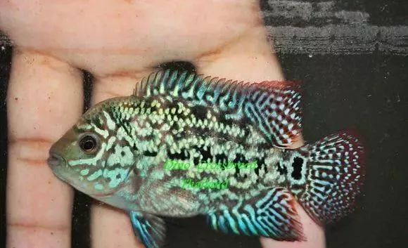 罗汉鱼刚出生图片,罗汉鱼是杂交鱼