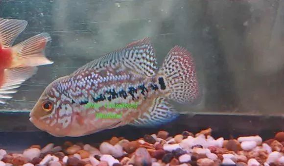 罗汉鱼刚出生图片,罗汉鱼是杂交鱼