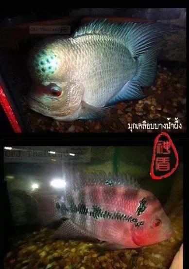 罗汉鱼刚出生图片,罗汉鱼是杂交鱼