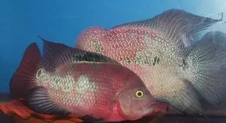 罗汉鱼刚出生图片,罗汉鱼是杂交鱼