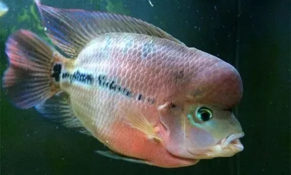 罗汉鱼刚出生图片,罗汉鱼是杂交鱼