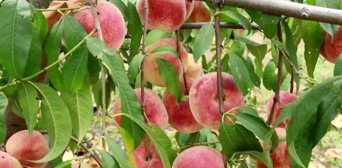 超早红蜜桃糖度是多少,四川春雪蜜脆蜜桃糖度