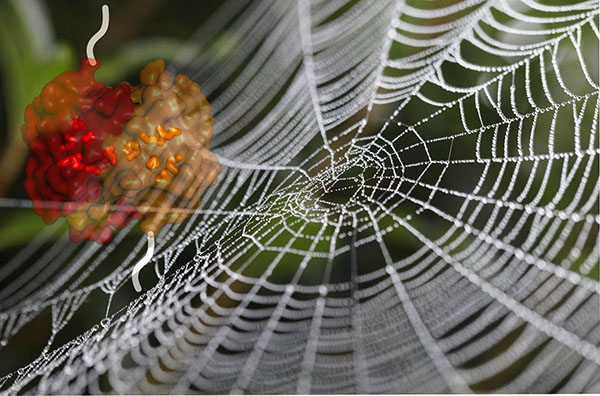 超强粘性蜘蛛丝,超强粘性蜘蛛丝怎么做