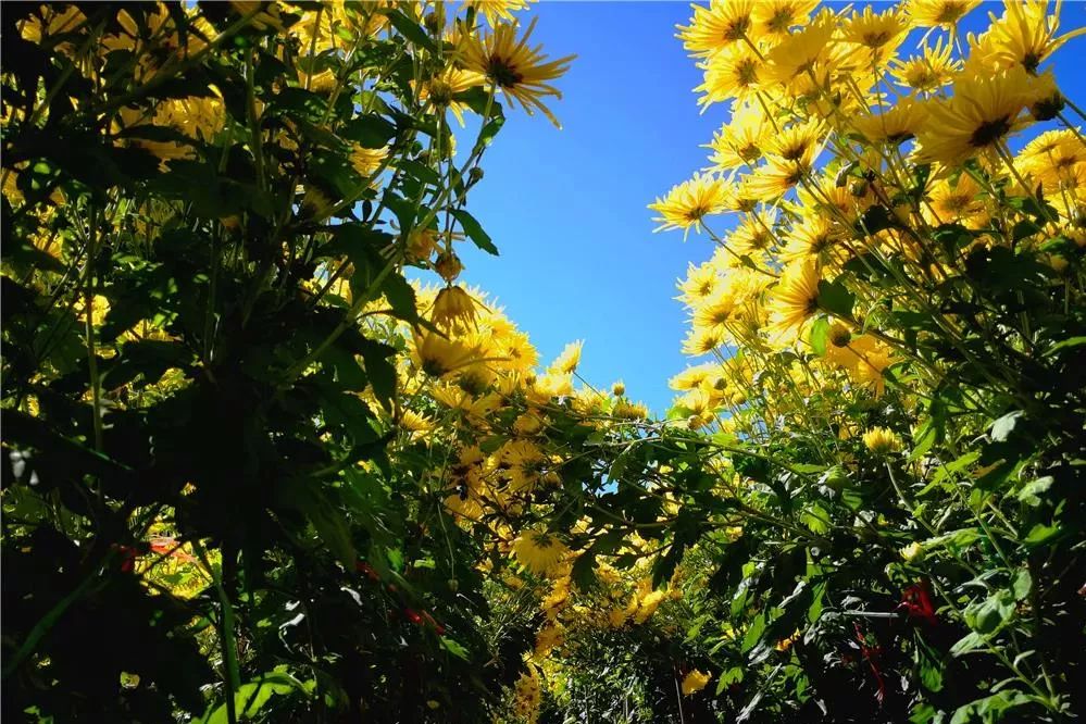 「关注」峡谷观光、高空索道、极速漂流……尤溪为什么这么受欢迎？看了这个你就知道了