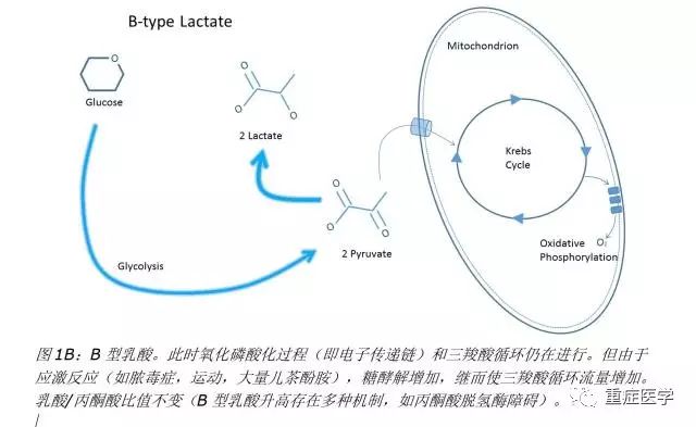 静脉血气分析乳酸高,血气分析乳酸的临床意义