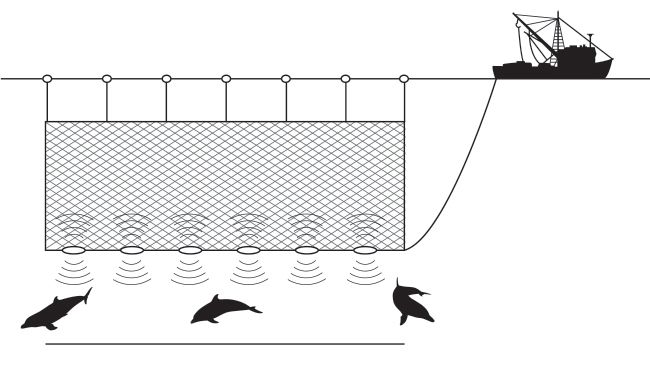 金枪鱼杀鱼的正确方法最快,金枪鱼怎么捕杀的