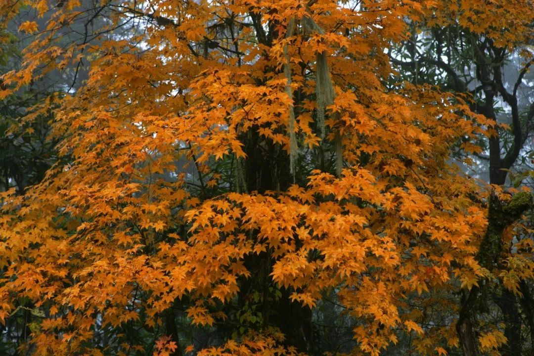 最美川西看彩林推荐地,美哭了这才是虹口秋天最美的地方