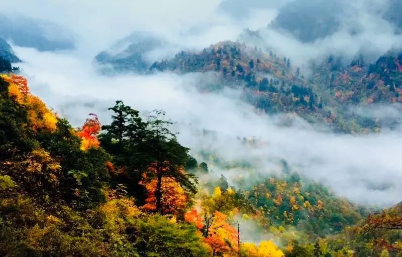 最美川西看彩林推荐地,美哭了这才是虹口秋天最美的地方