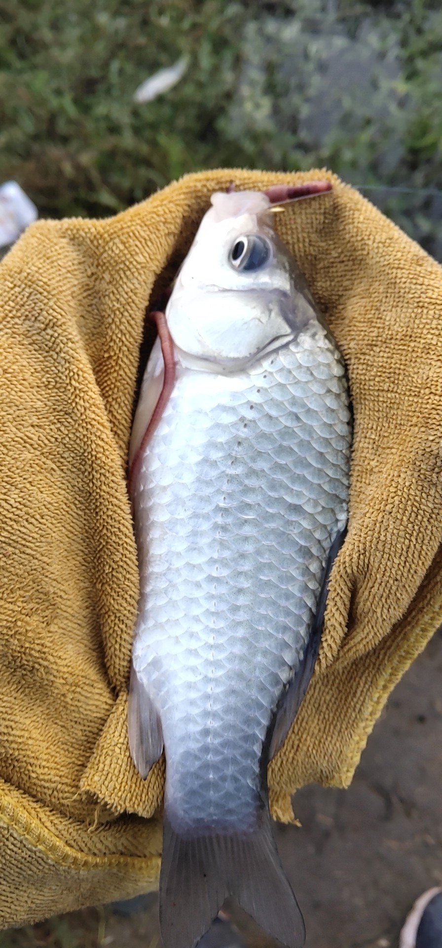 野钓窝点爆护,野钓哪个位置最容易有鱼