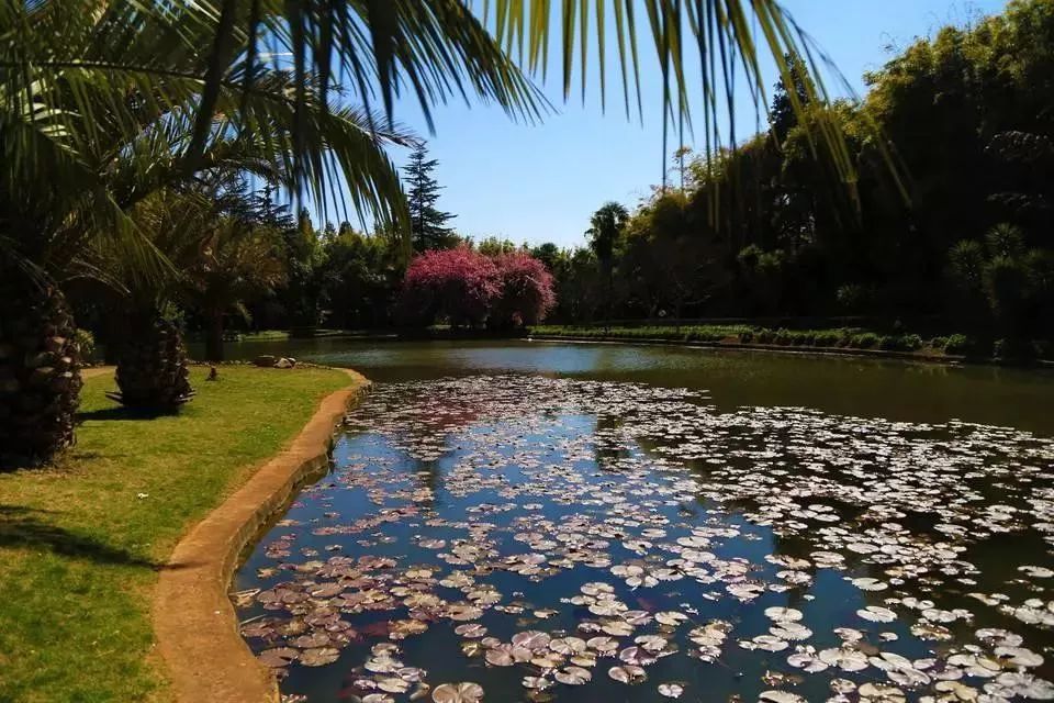 昆明植物园科普园地,昆明植物研究所免费开放时间