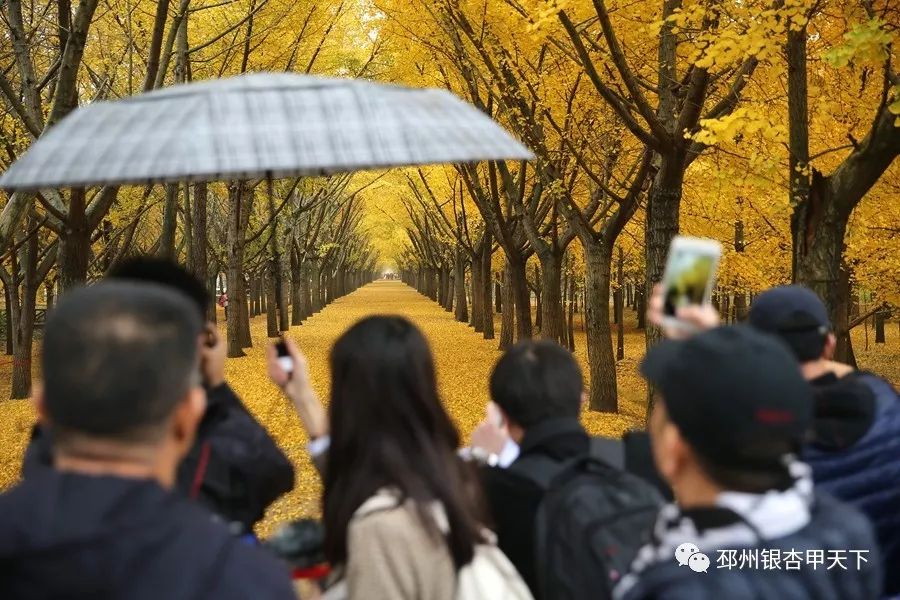 邳州银杏天下第一,邳州赏银杏树叶