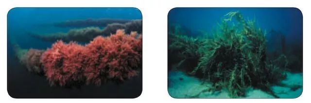 一款超值眼霜,一支2000元的眼霜能治眼袋