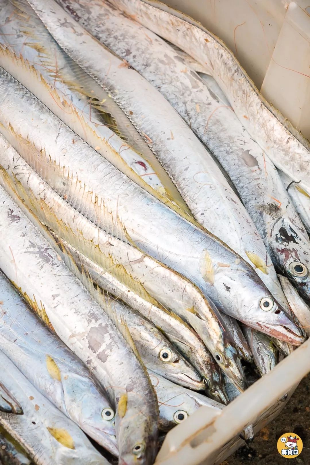 小港码头有蛏子吗,小港码头吃海鲜俱乐部电话