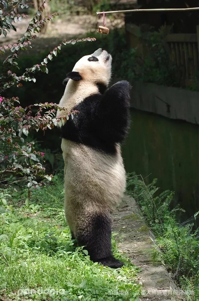假扮大熊猫招聘,熊猫演员招聘