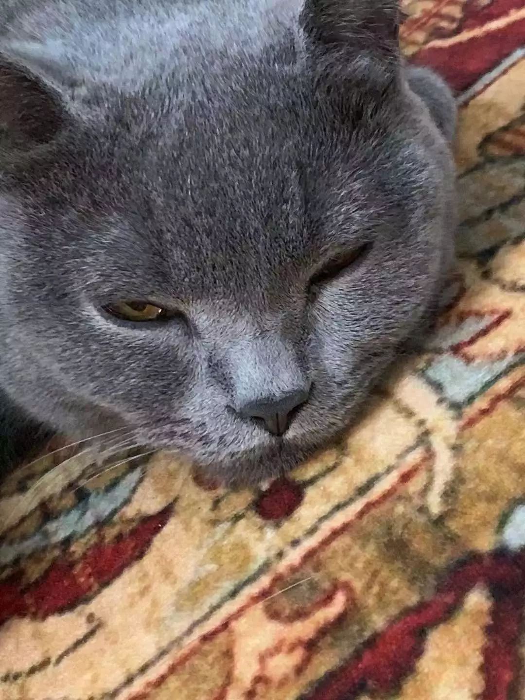 宠物大比拼螃蟹,宠物种类大比拼