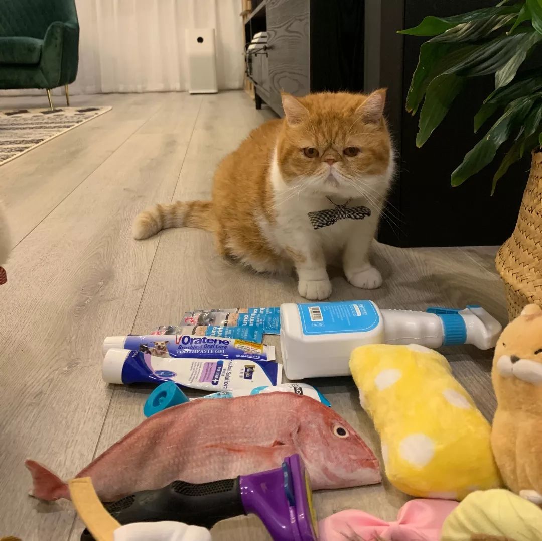 宠物大比拼螃蟹,宠物种类大比拼