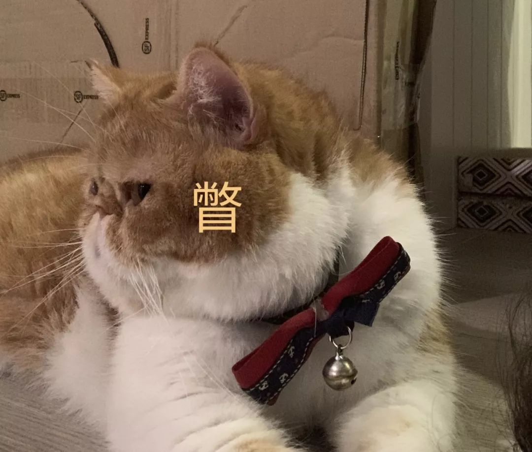 宠物大比拼螃蟹,宠物种类大比拼