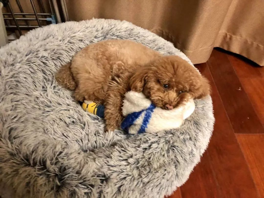 宠物大比拼螃蟹,宠物种类大比拼