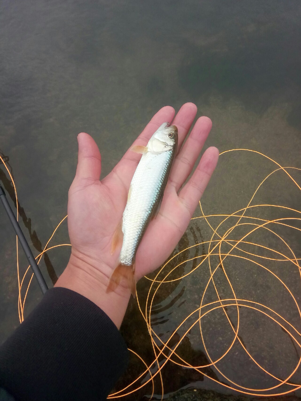 路亚飞蝇钩马口实战,路亚飞蝇钩怎么钓鲤鱼