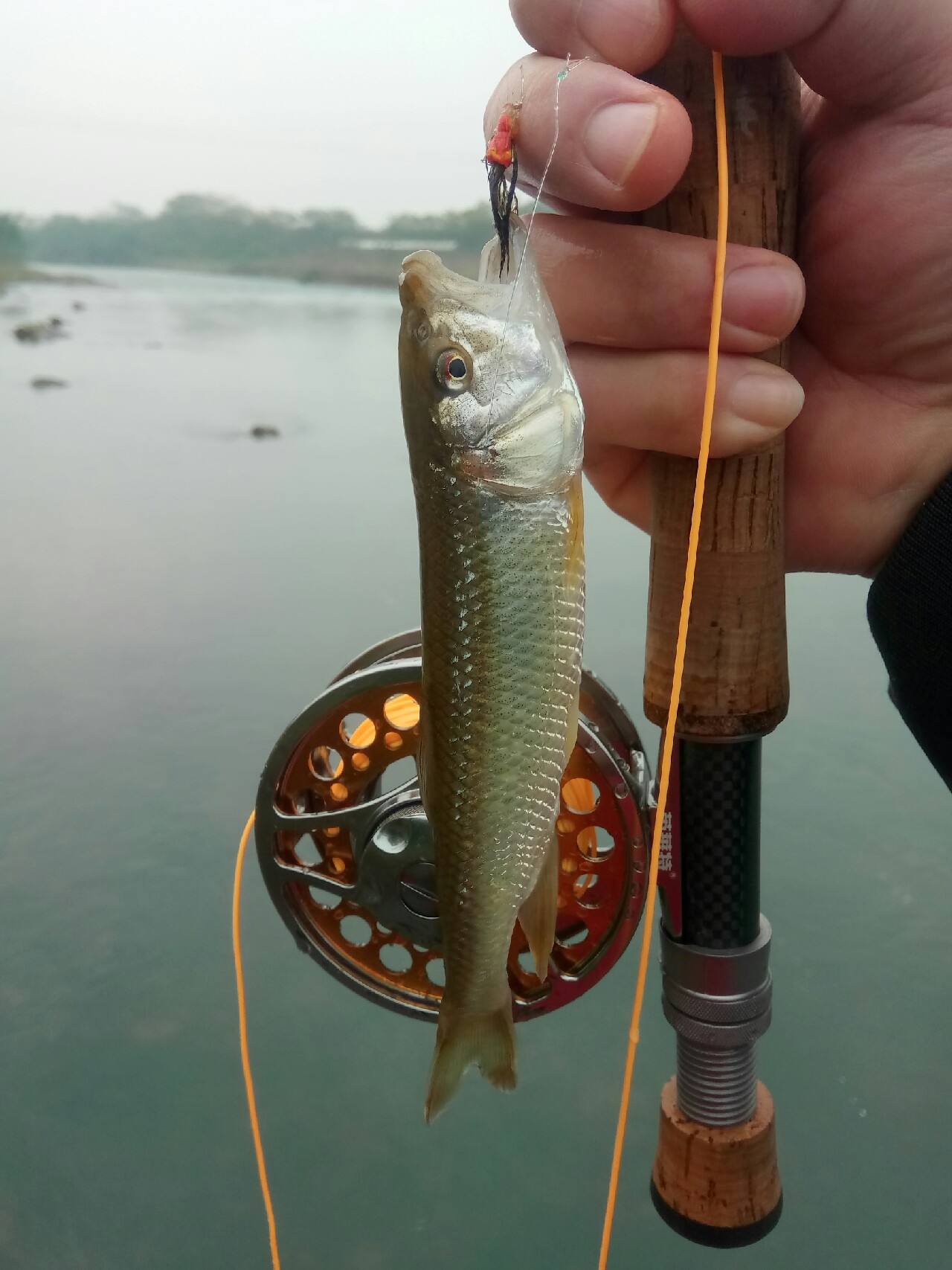 路亚飞蝇钩马口实战,路亚飞蝇钩怎么钓鲤鱼