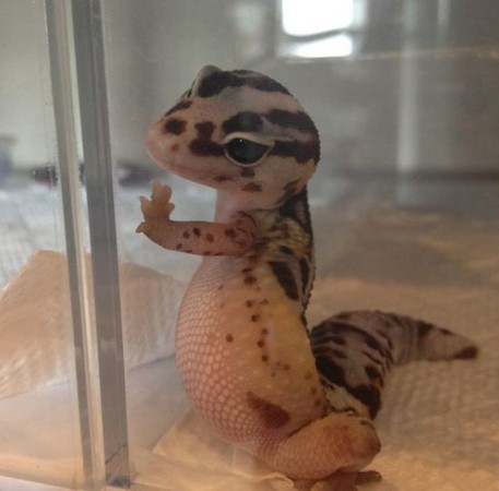 出门注意安全！守宫上演十八相送