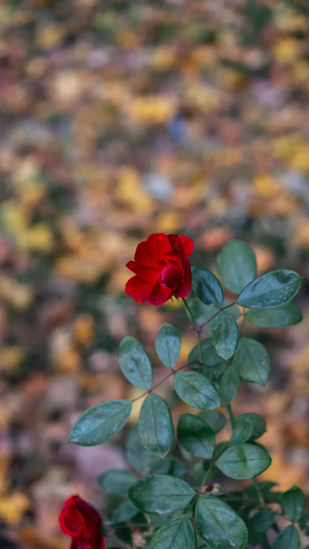 索尼alpha6100l测评,索尼新品相机阿尔法6100