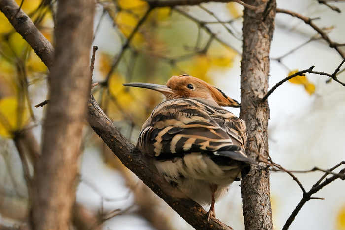 索尼a99ii现在怎样,越用越快的手机排行榜