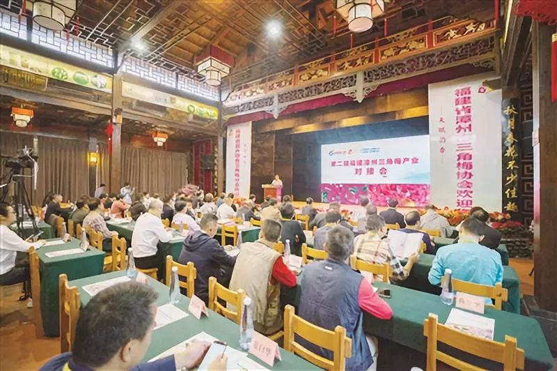 三角梅漳州培育基地,福建漳州三角梅产业