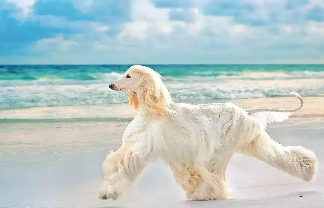 盘点狗狗智商排行榜前十,狗狗智商排行倒数20名