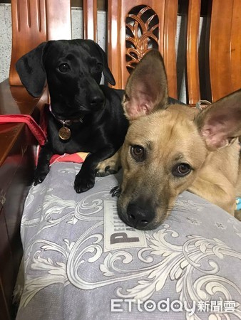 汪吃洁牙骨变身！性感翘臀秒电翻