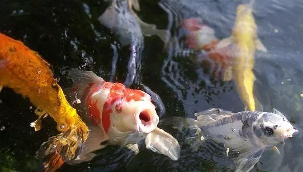 怎样淹死一条鱼,如何淹死一条鱼阅读答案