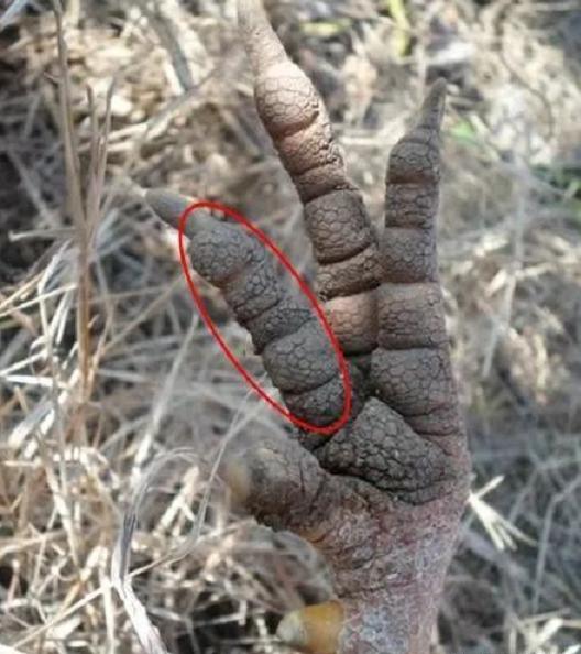 养鸡十八年，你知道鸡贩子如何判断鸡群年龄么，普及一下