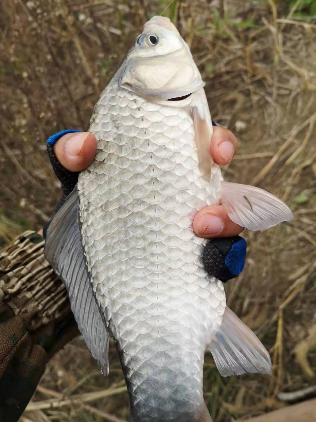 冬钓鲫鱼几号袖最合适,冬钓爆护非难事掌握技巧中鱼快