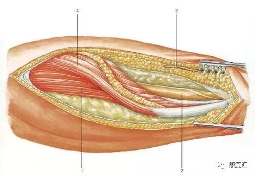 腓总神经损伤康复动作,腓神经损伤康复视频