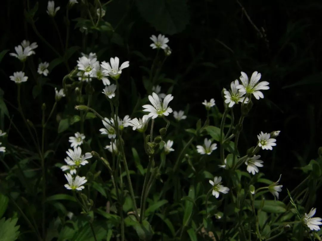植物与植物之间发生的故事三年级,植物相爱相杀