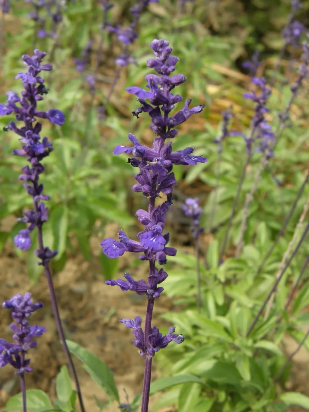 植物与植物之间发生的故事三年级,植物相爱相杀