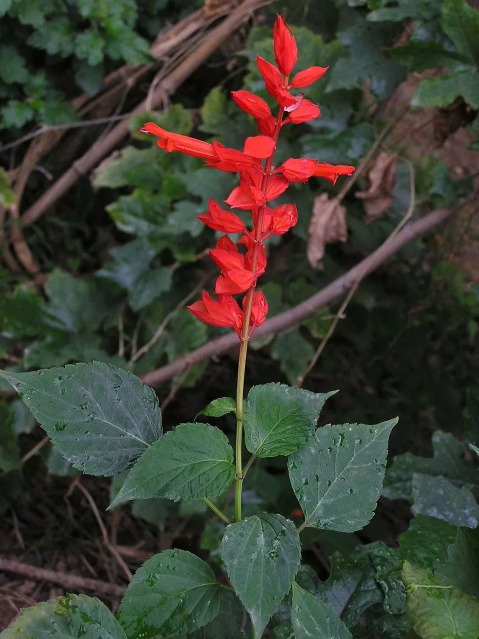 植物与植物之间发生的故事三年级,植物相爱相杀