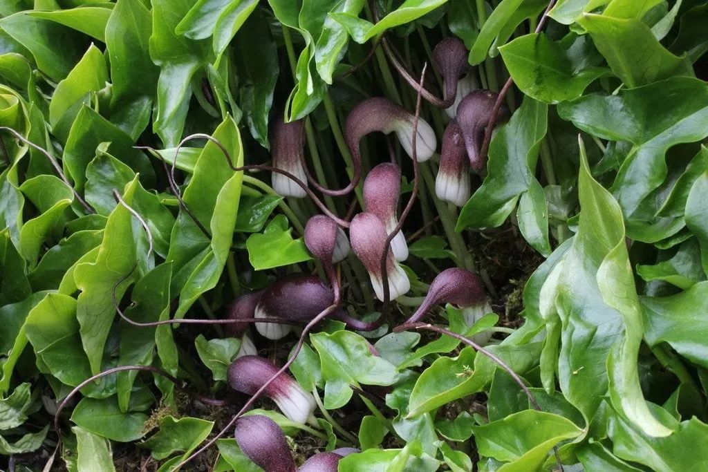 植物与植物之间发生的故事三年级,植物相爱相杀