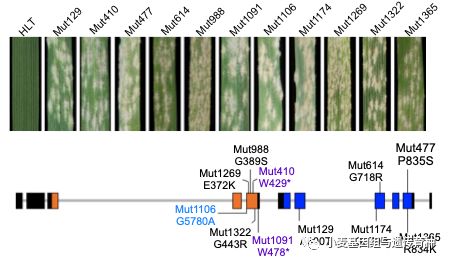 NatureCommun|刘志勇组与李洪杰组合作克隆小麦抗*粉白**病基因Pm24