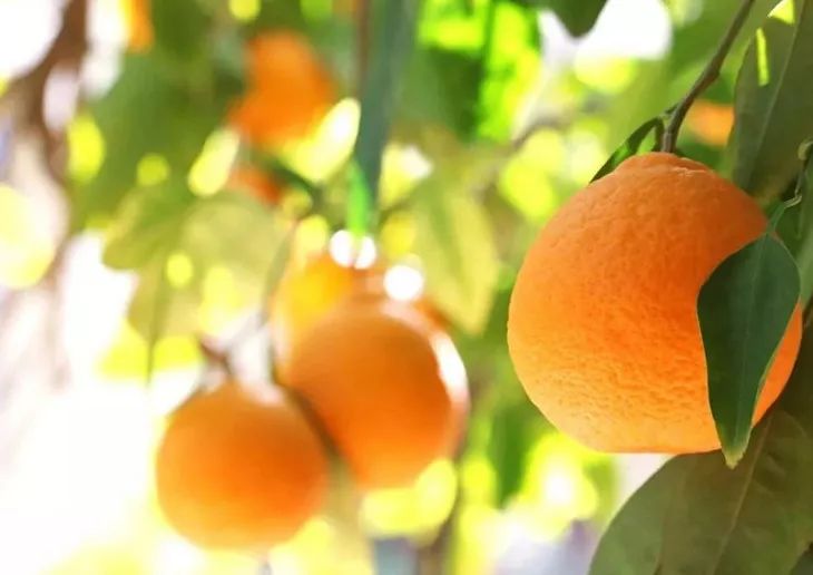 一咬汁水四溢鲜香满口,一咬爆汁像葡萄的水果