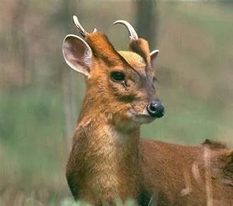 盘点被吃灭绝的动物,被吃最惨的外来物种